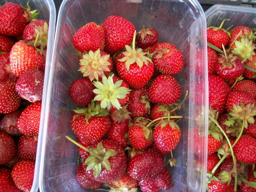 Fraises, des premières aux dernières!