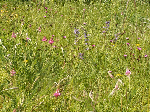 Regardez les fleurs des champs!