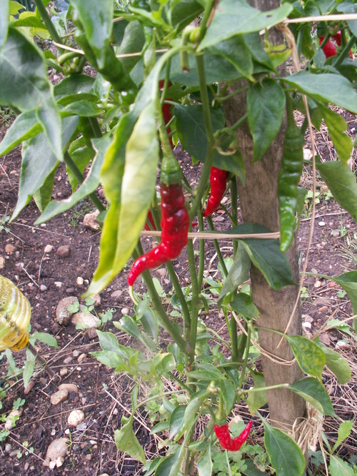 R&eacute;chauffer l'hiver!