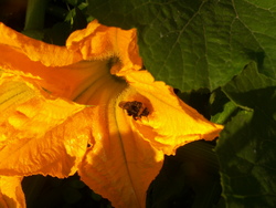 Chronique du potager10