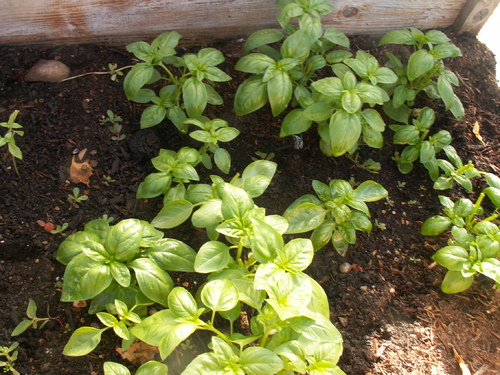 Chroniques du potager 10