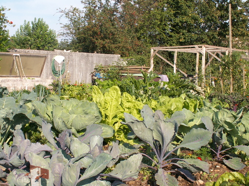 Chronique du potager 13