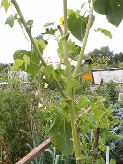 Ao&ucirc;t, le mois des r&eacute;coltes...