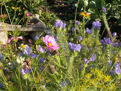 Chroniques du potager 12