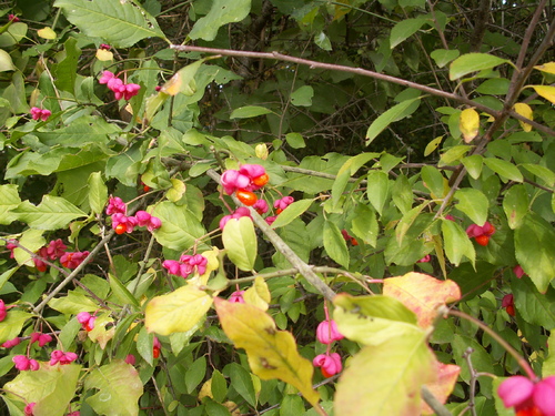 Aux petits des oiseaux, Dieu donne leur p&acirc;ture