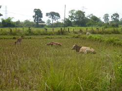Thadindeng &agrave; v&eacute;lo (suite)