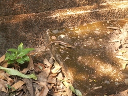 L&eacute;zard d'&eacute;go&ucirc;t?