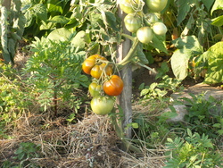 Chronique du potager10