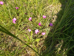 Regardez les fleurs des champs!