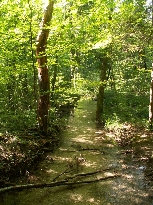 Bois de Ch&ecirc;nes 2