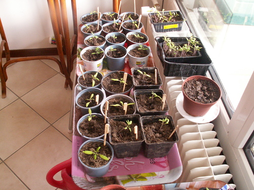 J'habite chez mes plantes...