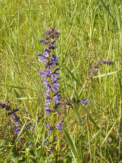 Regardez les fleurs des champs!