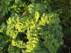 Chroniques du potager 15