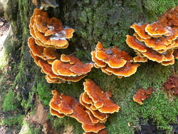 Bois de Ch&ecirc;nes 2