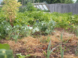 Et encore le jardin!