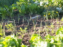 Jardin des 4 saisons