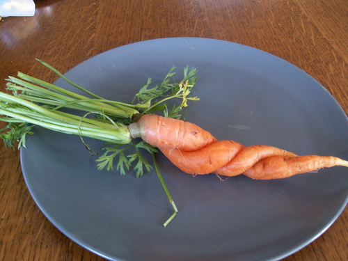 Chroniques du potager 14