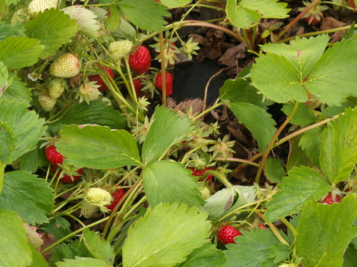 Chroniques du potager 4