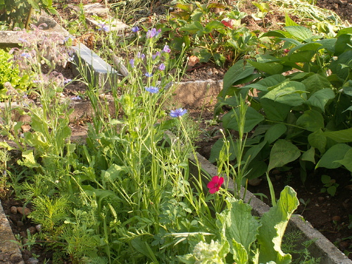 Chronique du potager8