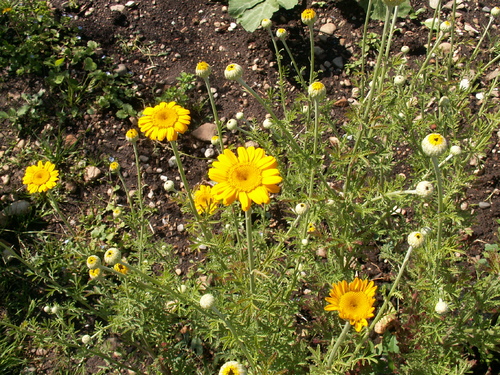 Apr&egrave;s la pluie