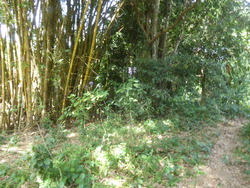 Grotte Lusi &agrave; VangVieng
