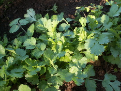 Chroniques du potager 14