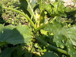 Chroniques du potager7