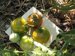Jardin des 4 saisons