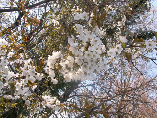 La rebuse de l'&eacute;pine noire