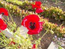 Fleurs presque sauvages!