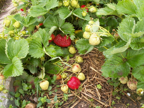Fraises, des premières aux dernières!