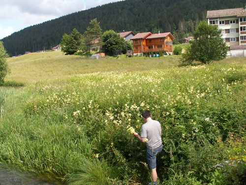 Gelée des zones humides