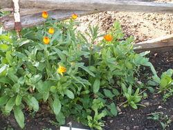 Diversit&eacute; mara&icirc;ch&egrave;re!