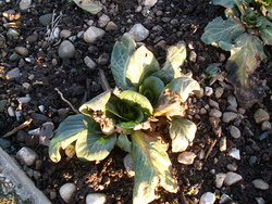 Tr&eacute;sors survivants!