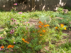 Four &agrave; vapeur!