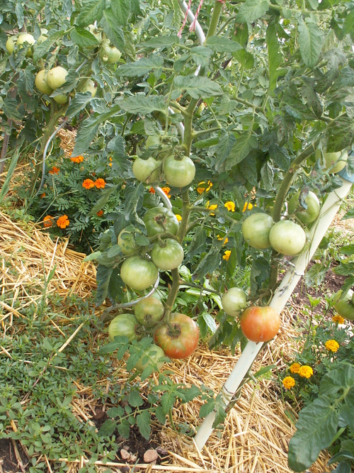 Au vert et au frais!