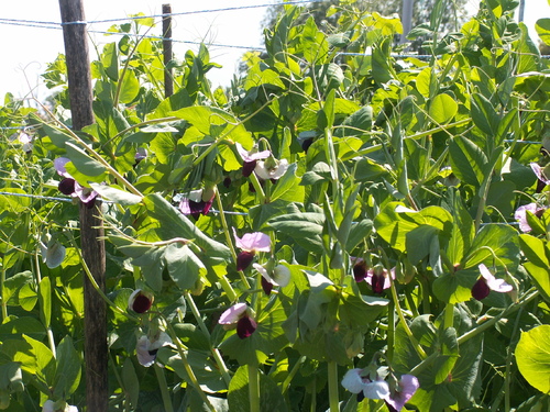 R&eacute;gal des yeux avant le temps de la d&eacute;gustation