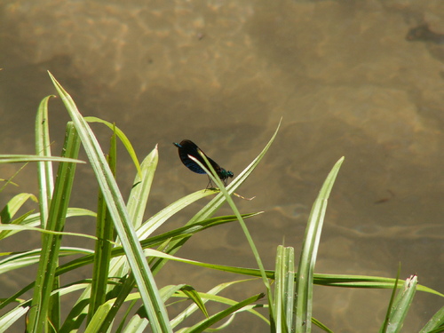demoiselles ou libellules