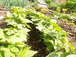 Jardin apr&egrave;s la pluie!