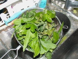 Une soupe aux herbes sauvages!