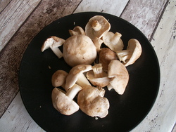 Tricholomes de la St-Georges