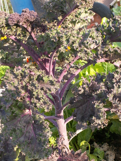 Chroniques du potager 15