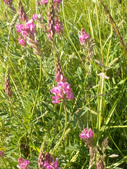 Regardez les fleurs des champs!