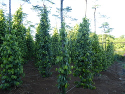 De l'h&eacute;v&eacute;a au poivre!