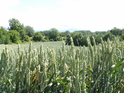 Jardin apr&egrave;s la pluie!