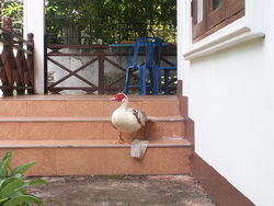 Les aventures d'un canard