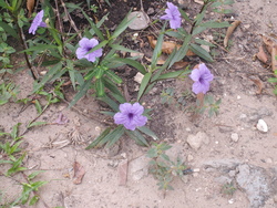 Four &agrave; vapeur!