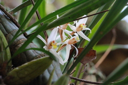Chemin des orchid&eacute;es