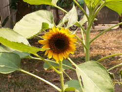 jardin de l'amiti&eacute;