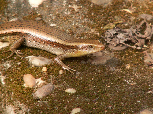 L&eacute;zard d'&eacute;go&ucirc;t?